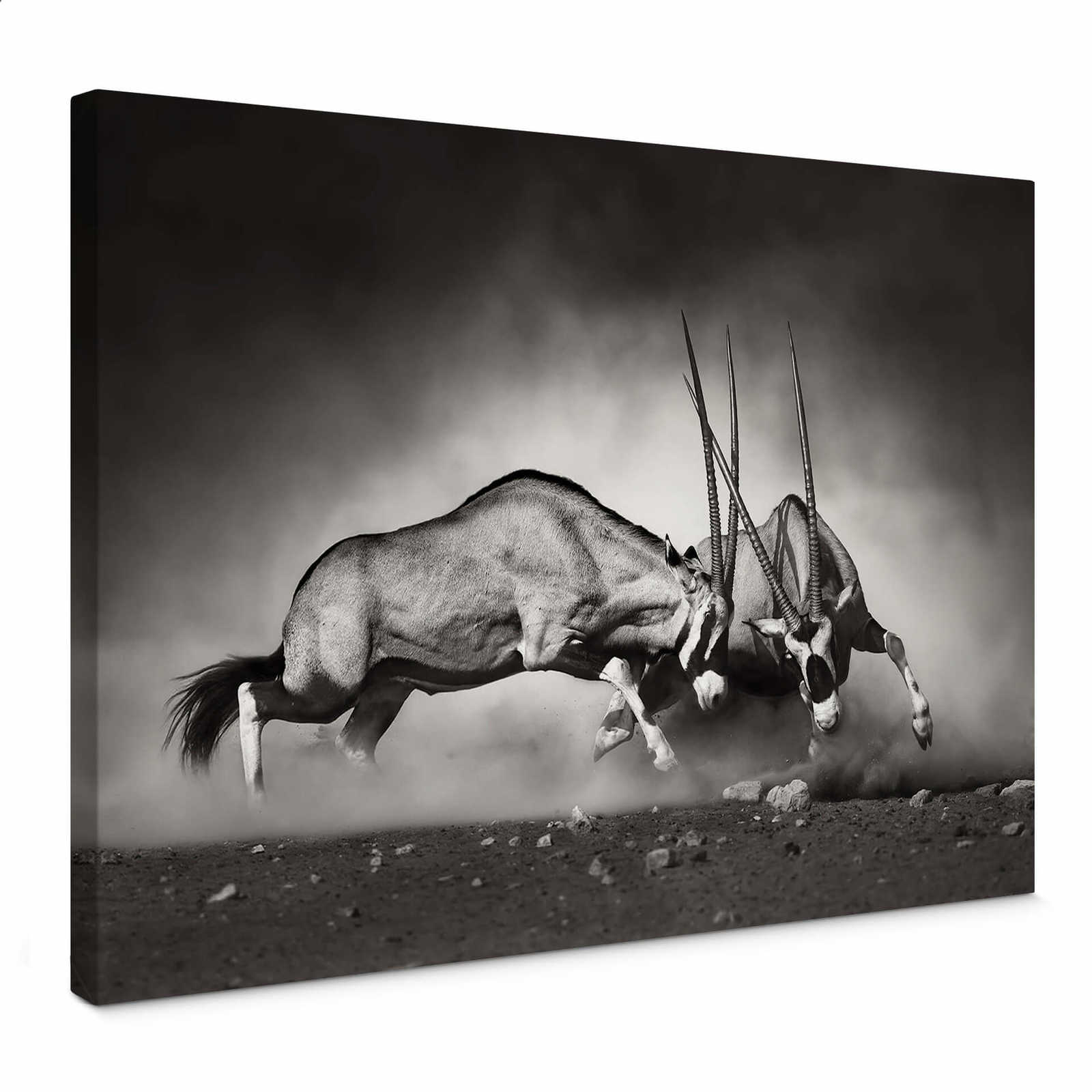         Tier Leinwandbild Duell in der Steppe – 0,70 m x 0,50 m
    