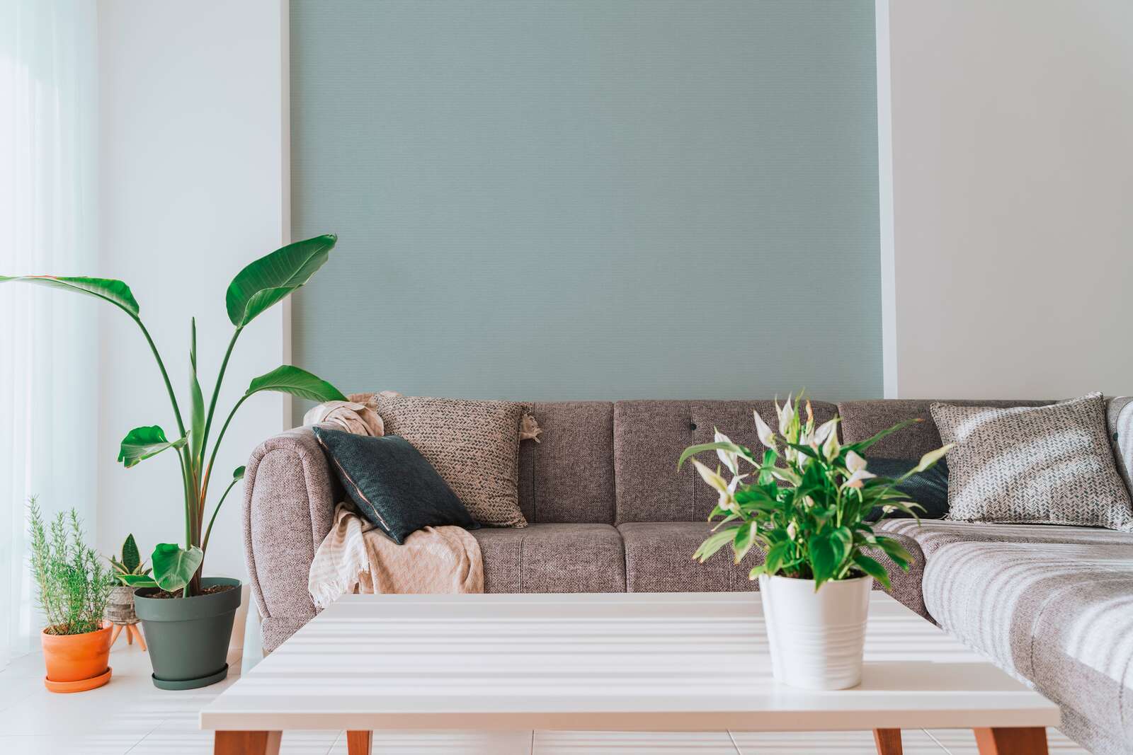 Innenarchitektur, Pflanze, Tabelle, Dekoration für Zuhause, Couch