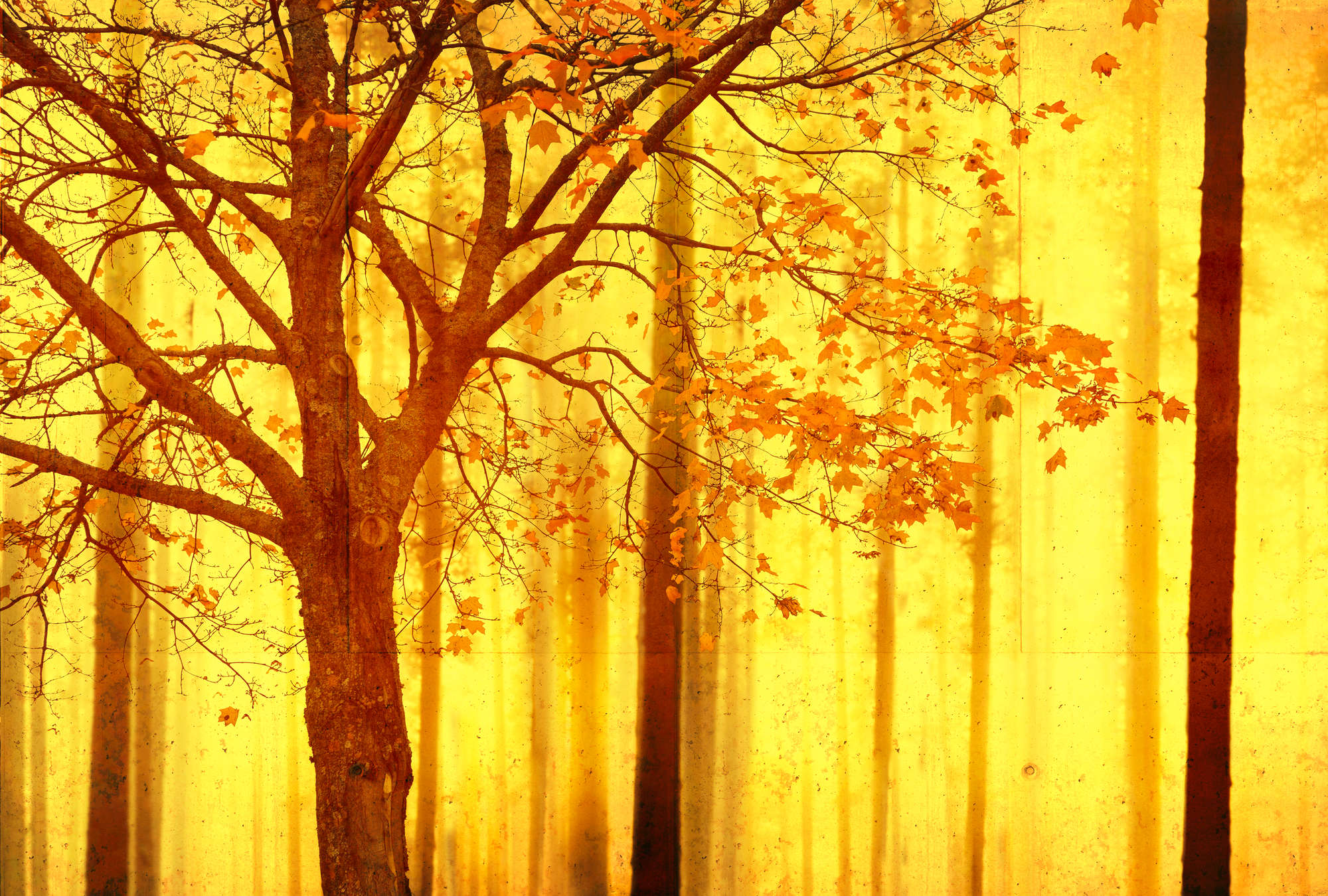 Sonnenlicht, Pflanze, Baum