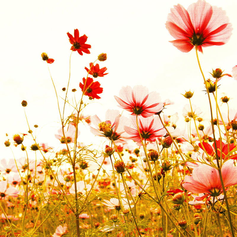 Blume, Blütenblatt, Gänseblümchen, Geranie, Sommer