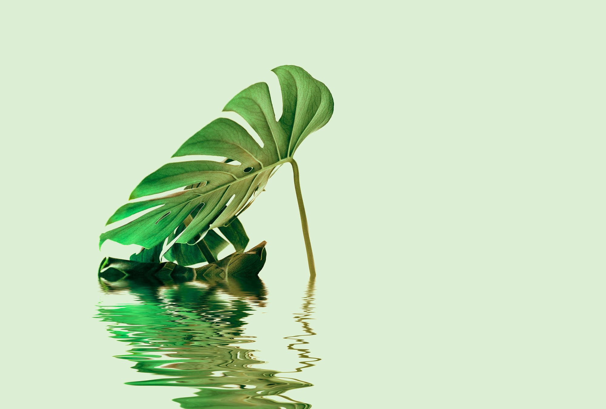 Monstera-Blatt, grünes Blattwerk, Blattpflanze, Wasserreflexion, tropische Pflanze