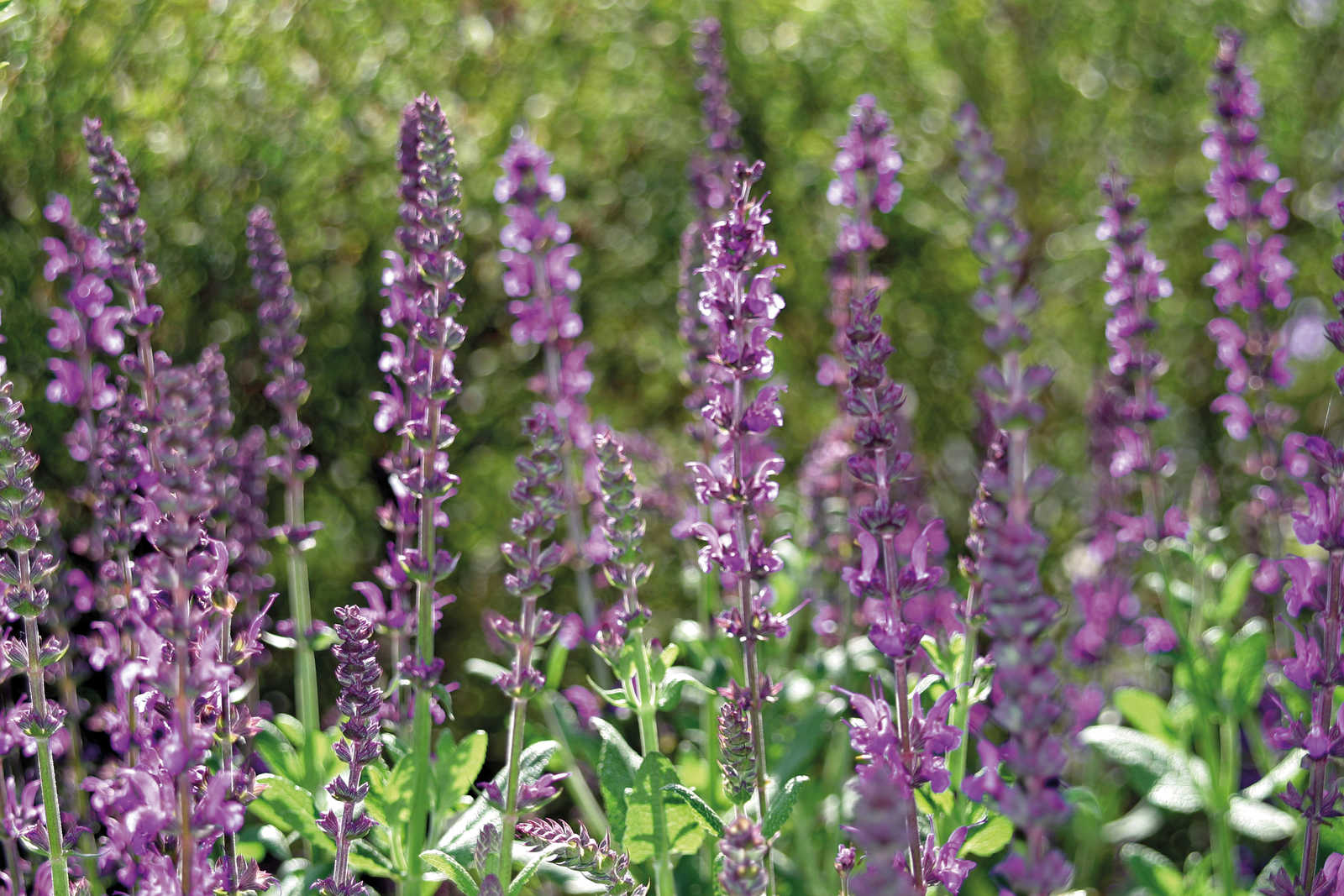 Lavendel Duftkerze mit zartem Duft – 380g