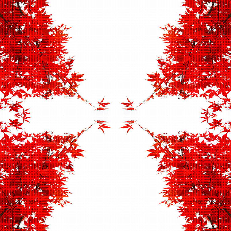 rote blätter, ahornblatt, geometrisches muster, symmetrie, kreuzdesign