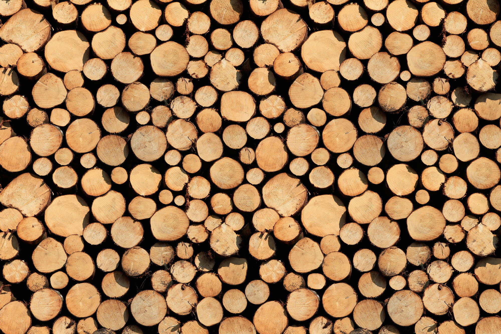 holzstämme, stapelholz, baumstämme, holzscheite, holzschnitt