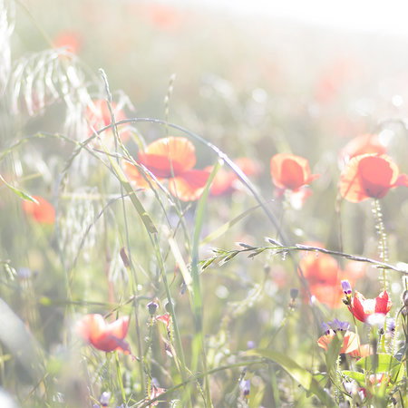 Blumen, Wiese, Mohnblumen, Gras, Sommerlicht
