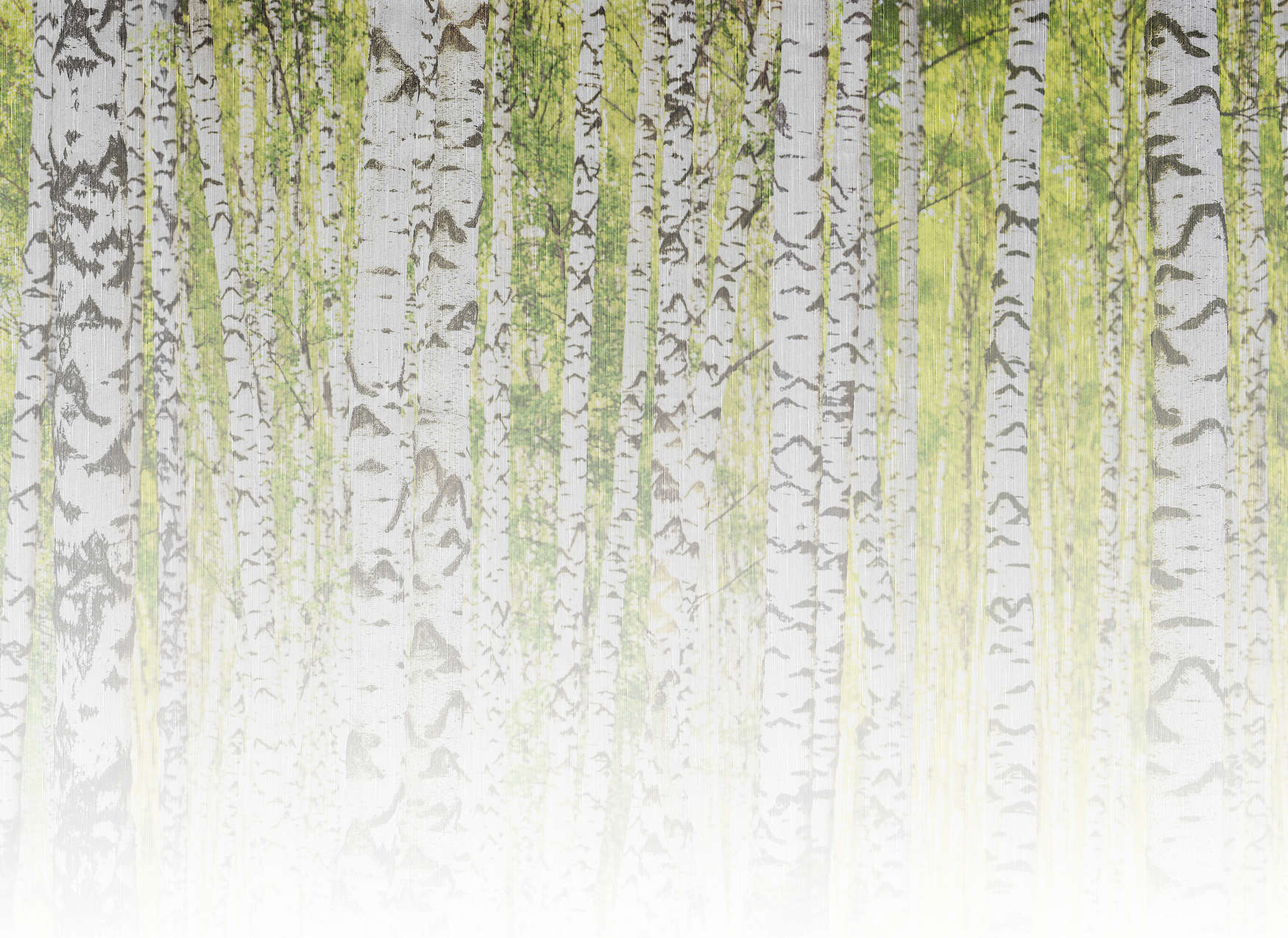 Birkenwald, Wald, Waldlandschaft, Grünes Laub, Stammpattern