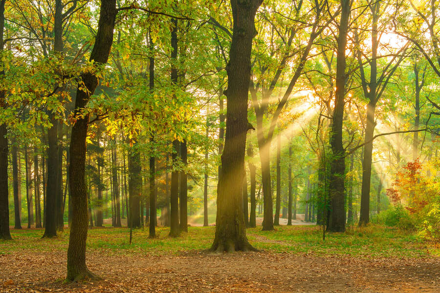             Sonniger und natürlicher Waldspaziergang 3D Fototapete als Vliestapete – Bunt
        