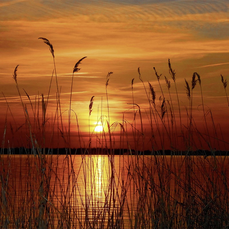 Sonnenuntergang, See, Gräser, Wasser, Horizont