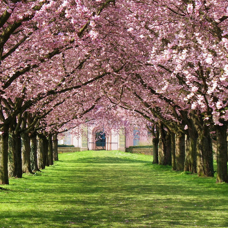         Fototapete Allee mit Bäumen und Blüten – Premium Glattvlies
    