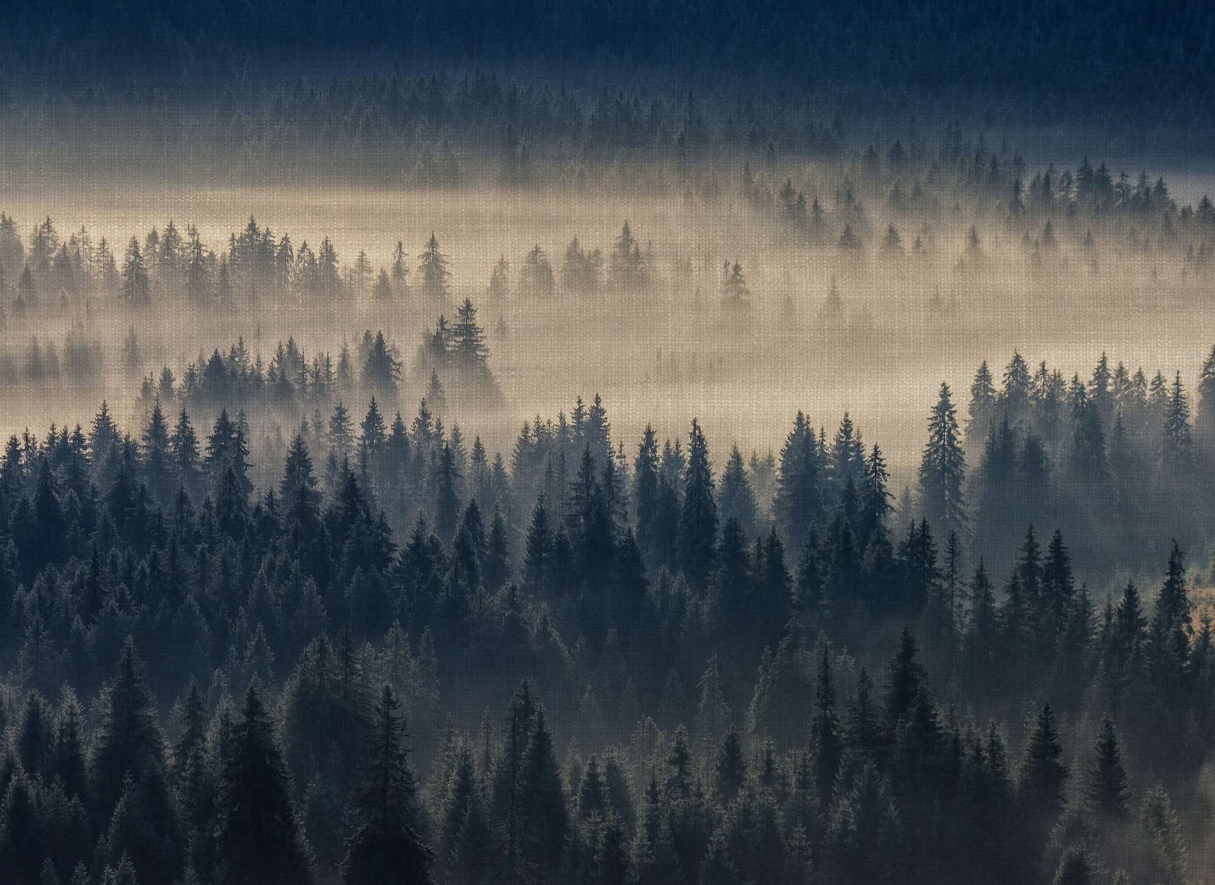 Wald, Nebel, Bäume, Waldlandschaft, Dunst