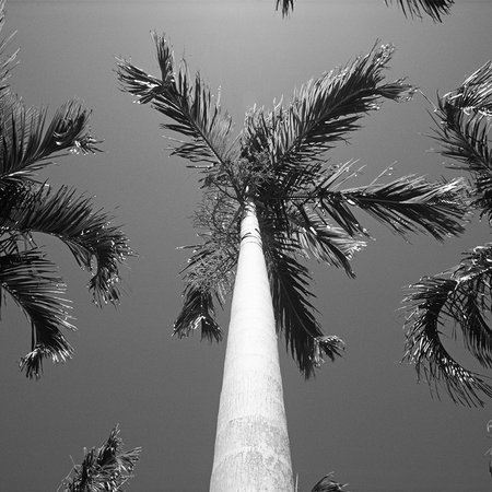 Palme, Stamm, Blätter, Kokospalme, Tropisch