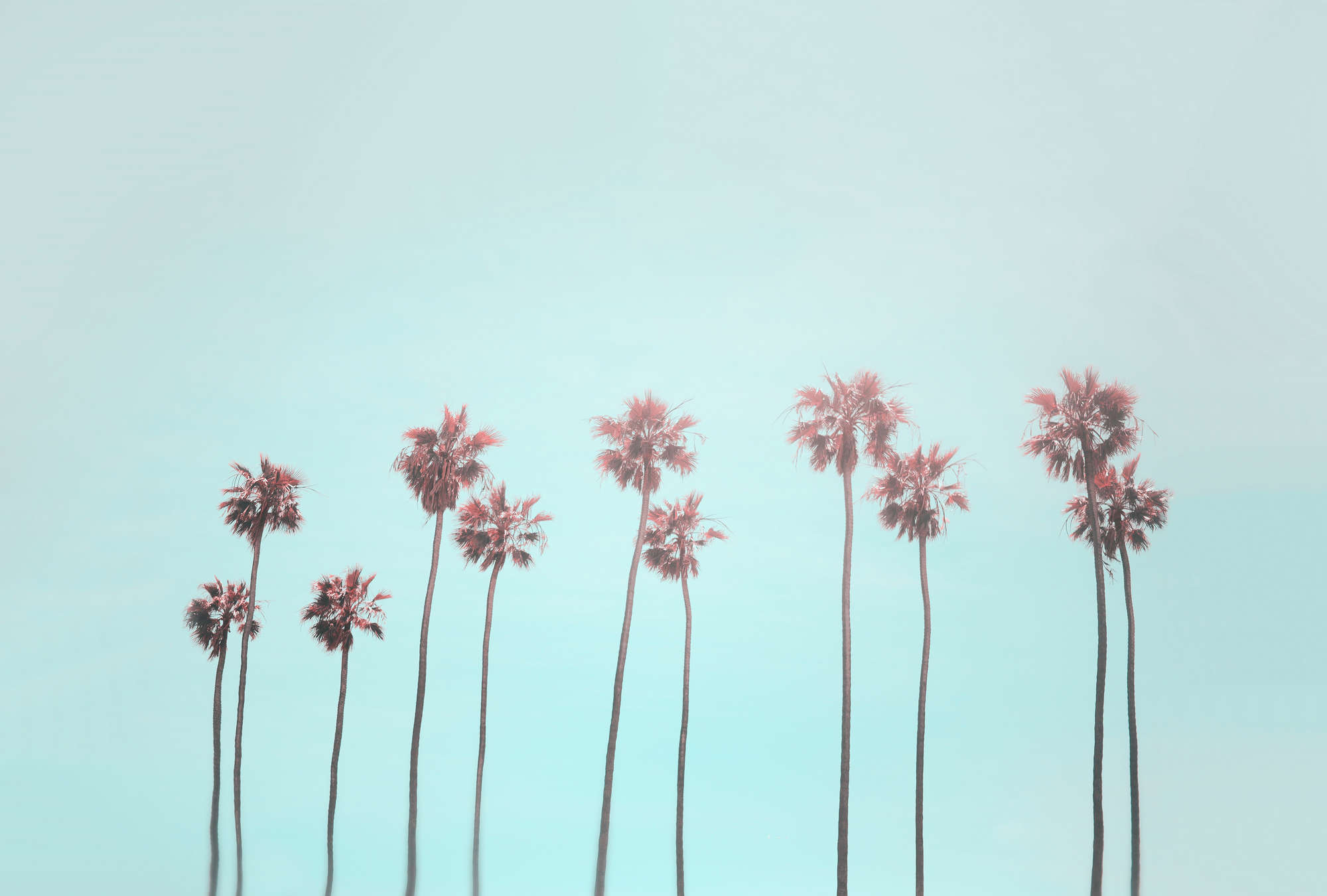 palms, palm trees, sky, Sommer, Outdoor-Dekor