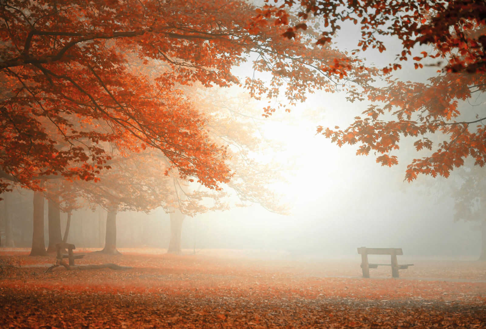             Fototapete Herbstwald im Nebel – Orange, Rot, Braun
        