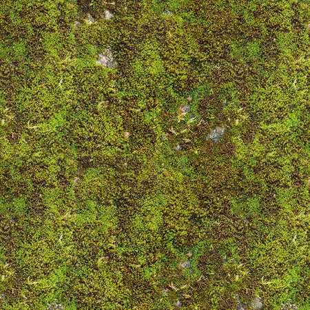 Moos, Moss, Grün, Pflanzen, Textur
