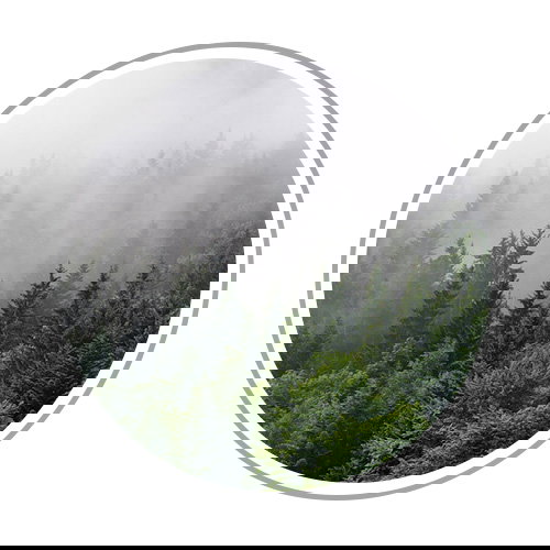 Wald, Nebel, Tannen, Nadelwald, Natur