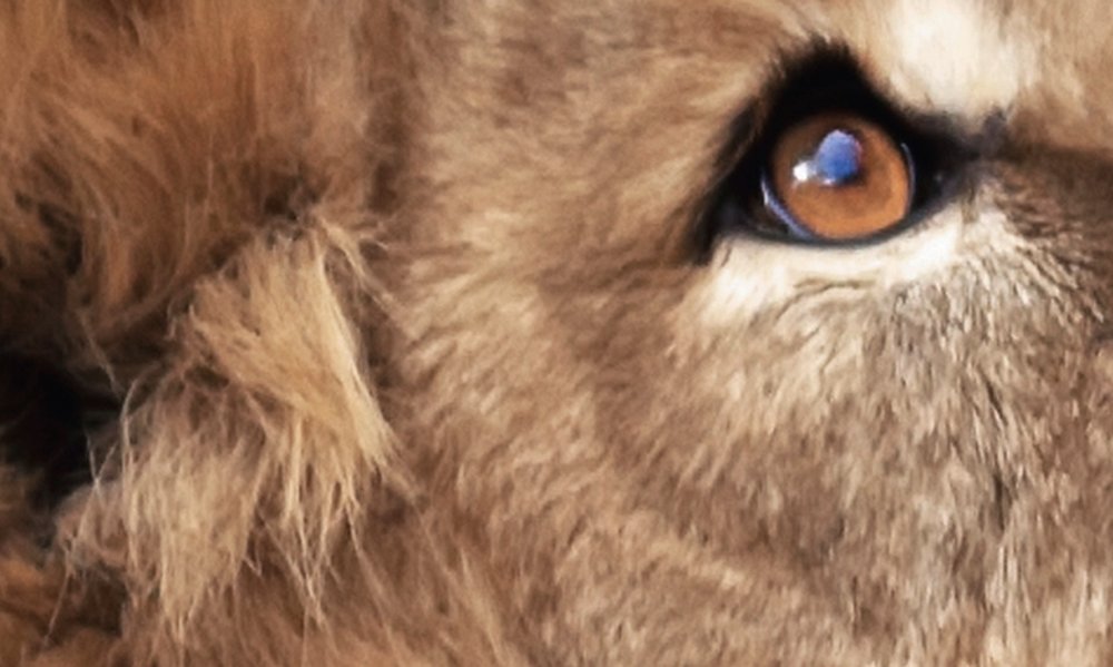 Tier, Löwe, Säugetier, Tierwelt