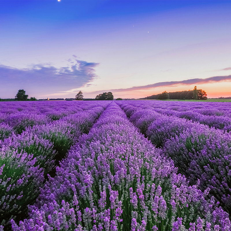 Blume, Pflanze, Lavendel, Purpur, Szenerie