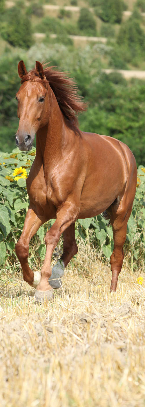 Pferd, Wildpferd, braunes Fell, stehender Lauf, Weide