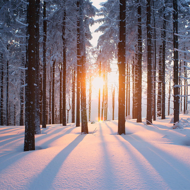 Schnee, Sonnenuntergang, Wald, Winter, Bäume