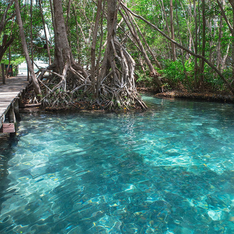         Wooden path across a lake in the jungle - blue, brown, green
    