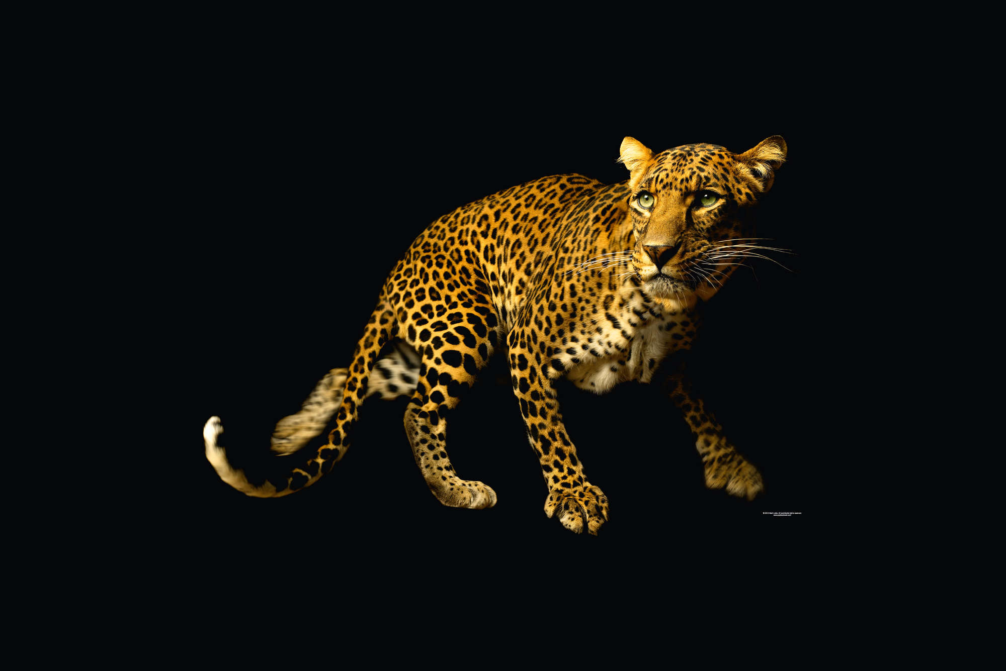 Leopard, Leopardengefleckt, Tierfell, Panthera, Wildkatze