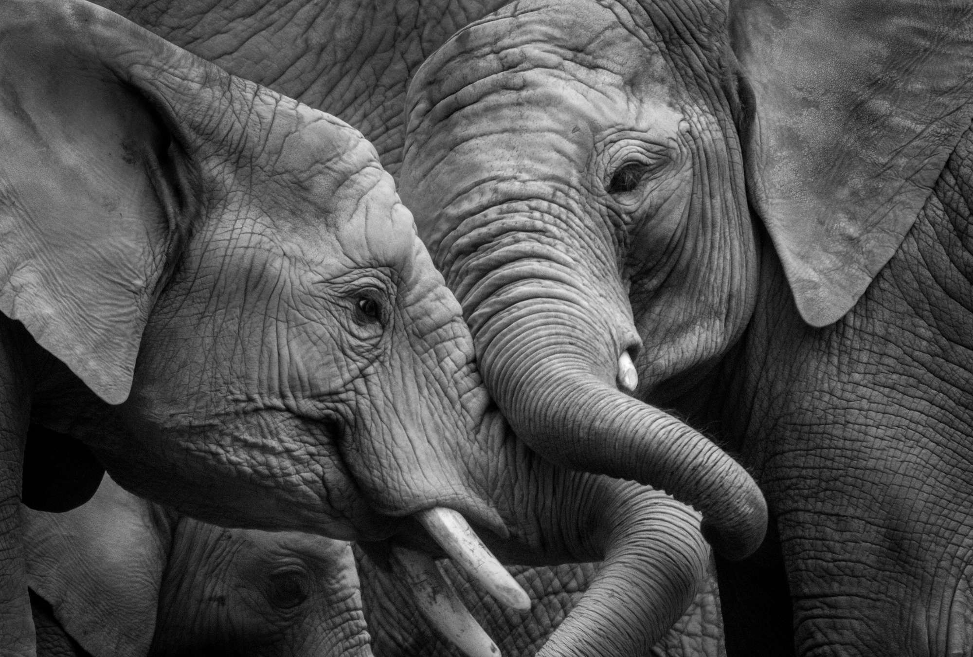 Elefant, Elefantenherde, Faltenreiche Haut, Stoßzahn, Schwarzweiß