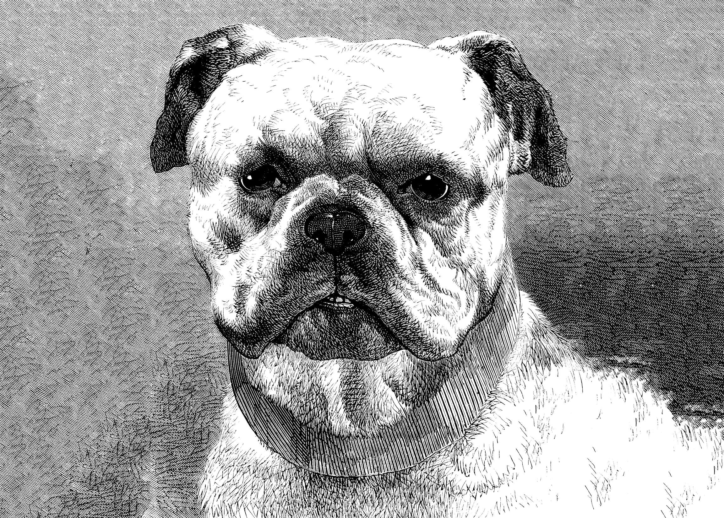 Hund, Mops, Halsband, Porträt, Linienkunst