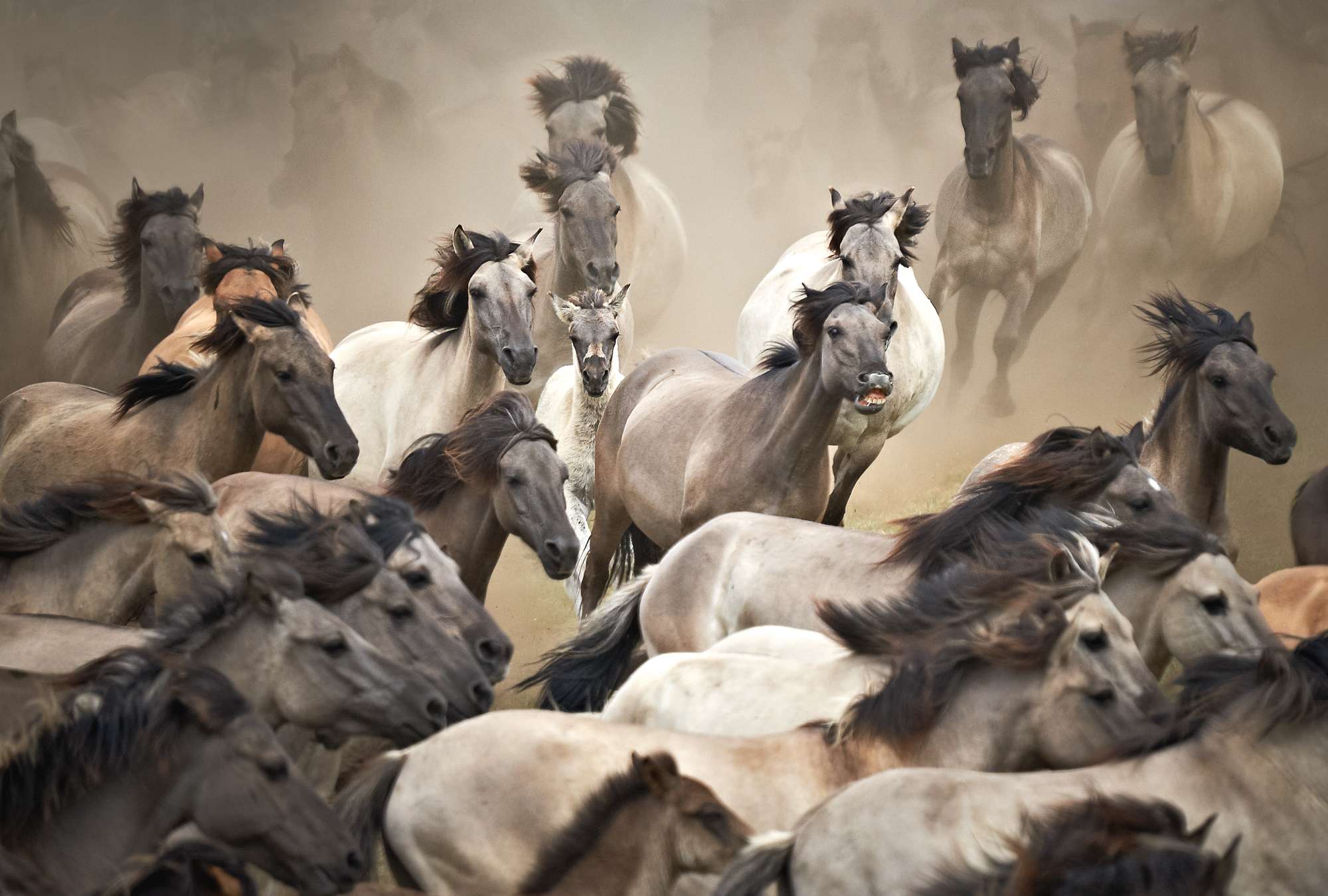 Pferde, Herde, Laufend, Staub, Wildpferde