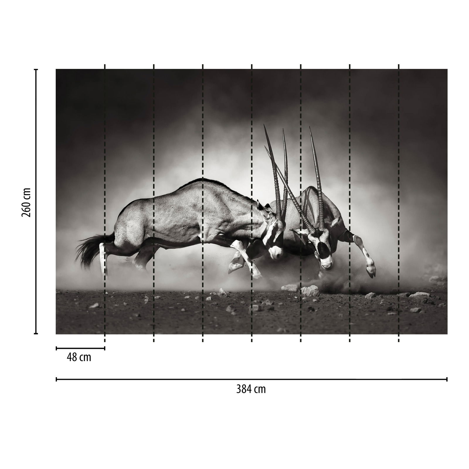             Fototapete Bullen im Kampf – Schwarz, Weiß
        
